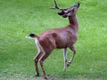 7731220_orig