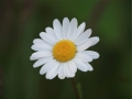8146038_orig