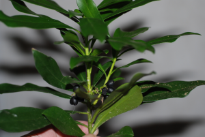 Spurge Laurel Closeup