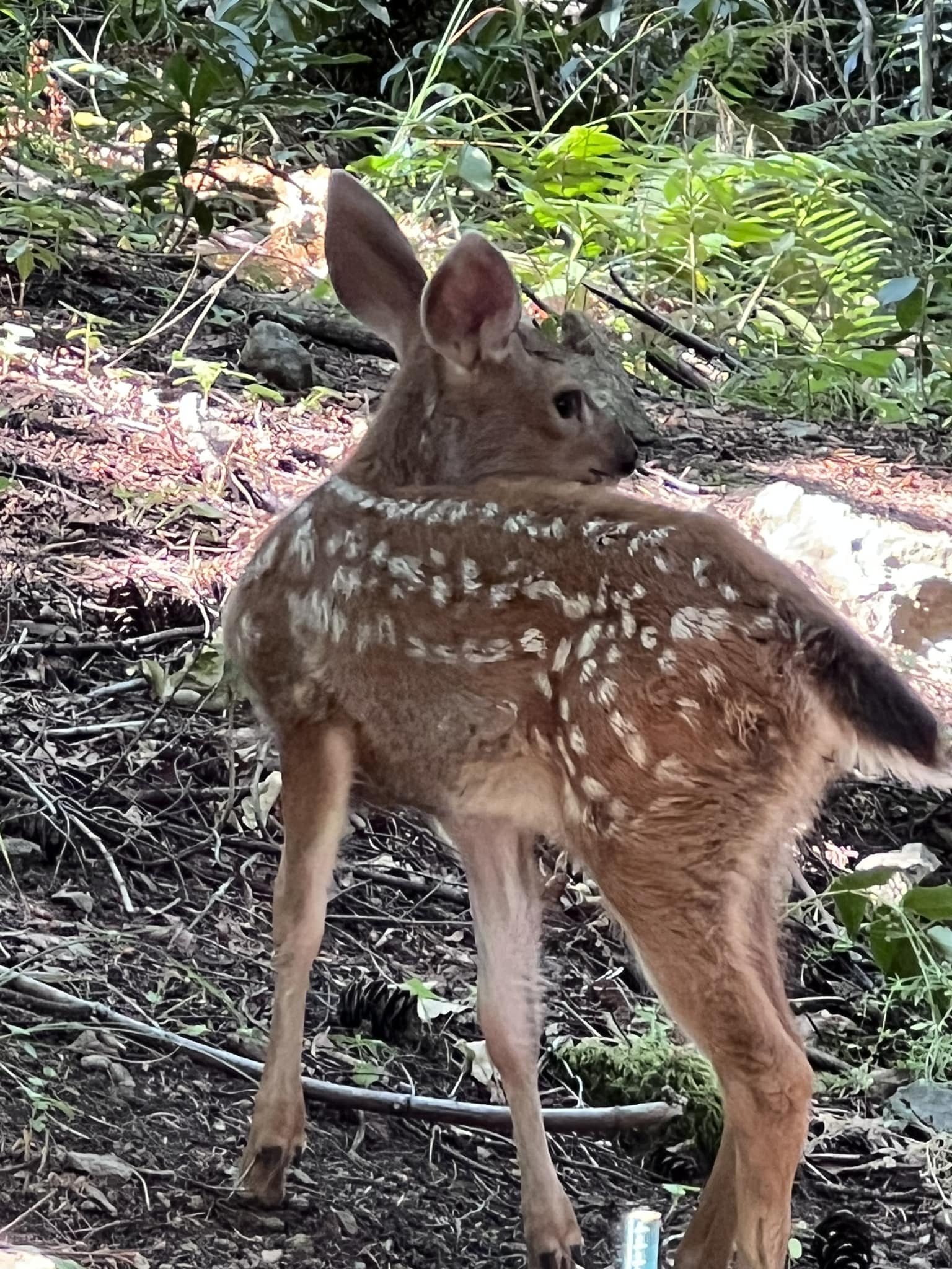 FaunBySue